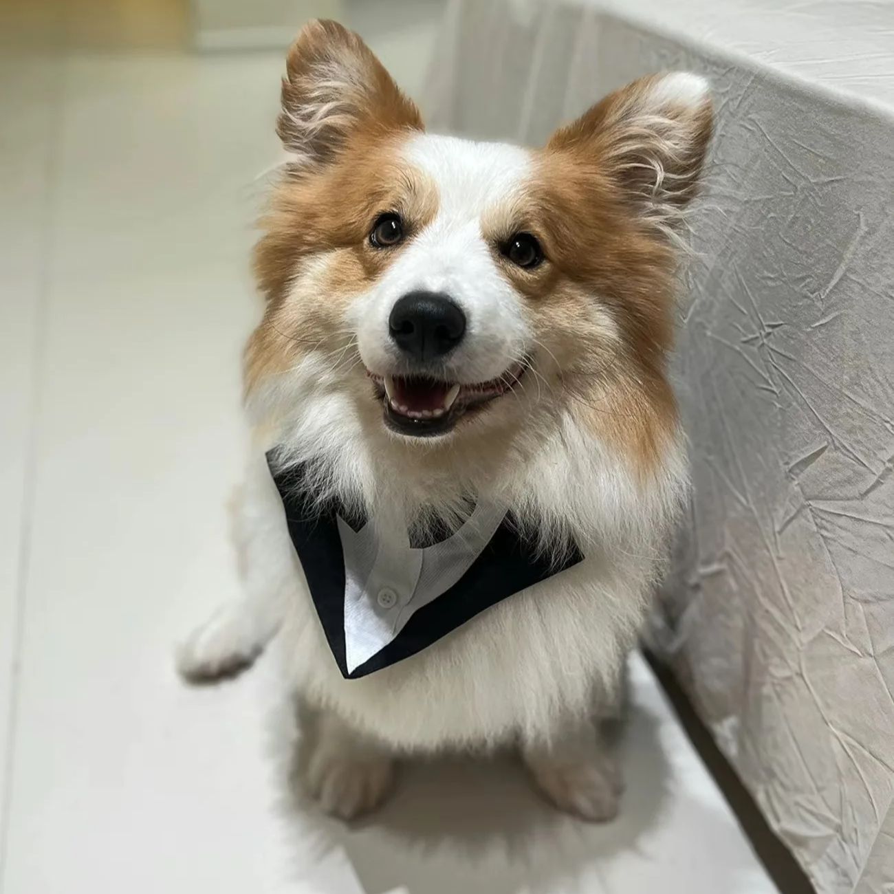Suit Supply Wedding Party - Roupas para Cães de Estimação: Traje